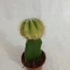 CGASPL Plants Grafted Yellowish Green Cactus (Small)