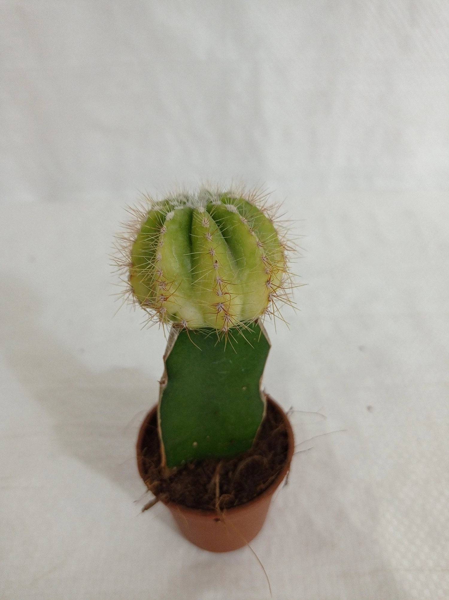 CGASPL Plants Grafted Yellowish Green Cactus (Small) 3 CGASPL Plants Grafted Yellowish Green Cactus (Small)
