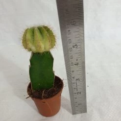 CGASPL Plants Grafted Yellowish Green Cactus (Small) 9 CGASPL Plants Grafted Yellowish Green Cactus (Small)