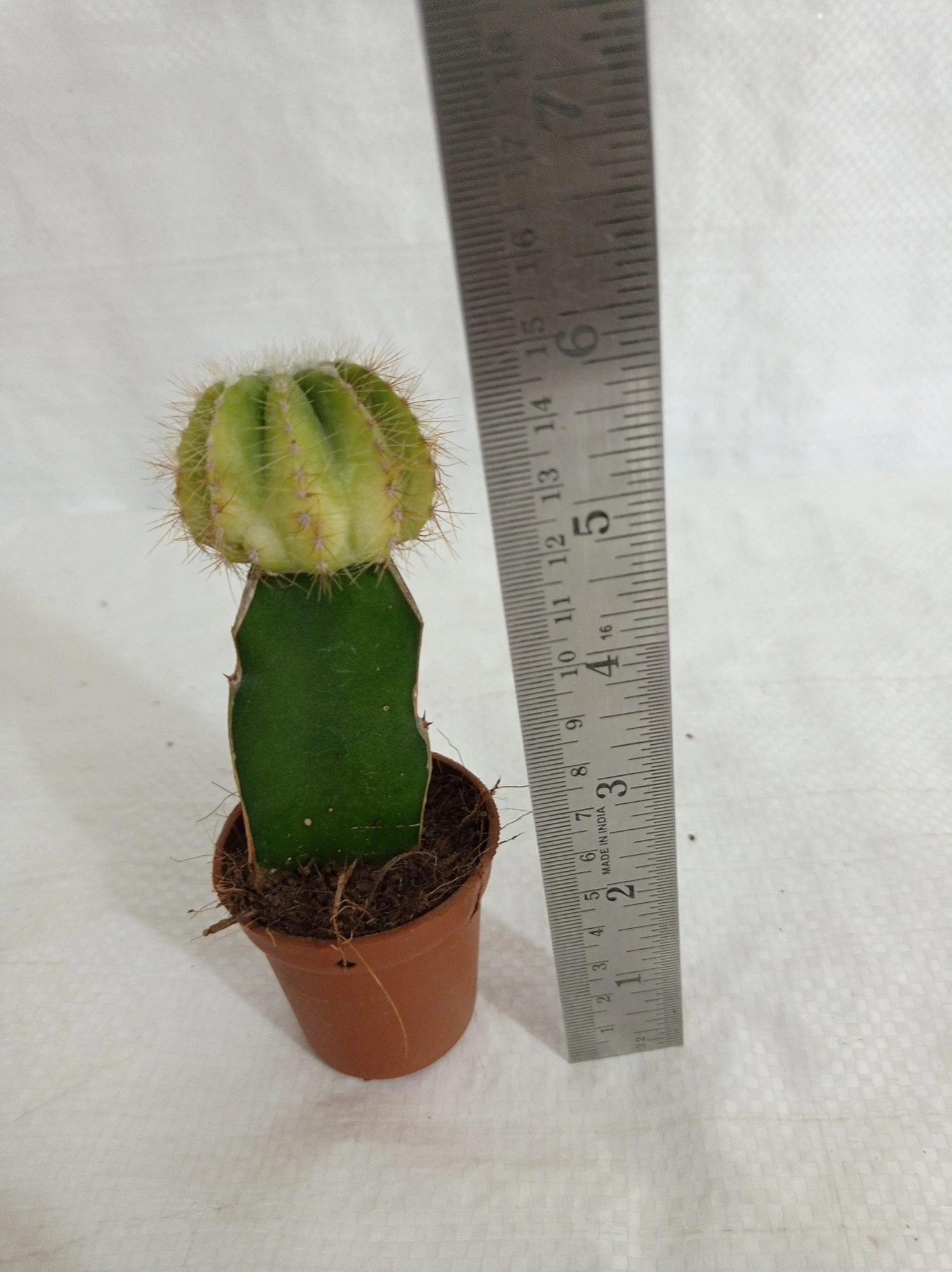 CGASPL Plants Grafted Yellowish Green Cactus (Small) 6 CGASPL Plants Grafted Yellowish Green Cactus (Small)