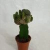 CGASPL Grafted Blackish Green Cactus (Small)