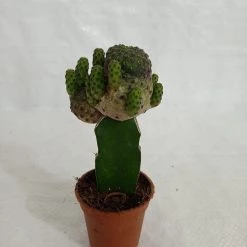 CGASPL Grafted Blackish Green Cactus (Small)