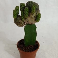 CGASPL Grafted Blackish Green Cactus (Small)