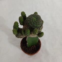 CGASPL Grafted Blackish Green Cactus (Small)