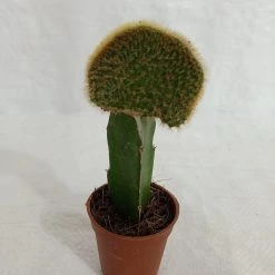 CGASPL Plants Grafted Greenish Cactus (Small)