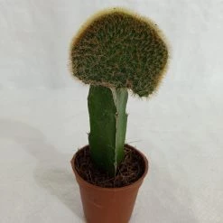 CGASPL Plants Grafted Greenish Cactus (Small)