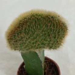 CGASPL Plants Grafted Greenish Cactus (Small)