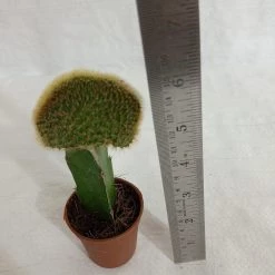CGASPL Plants Grafted Greenish Cactus (Small)