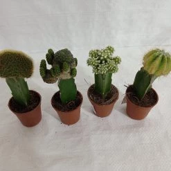 CGASPL Moon Cactus (Small, 4 Cactus) Any Color Plants