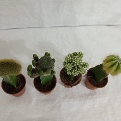 CGASPL Moon Cactus (Small, 4 Cactus) Any Color Plants