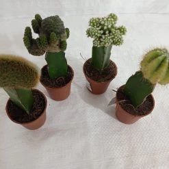 CGASPL Moon Cactus (Small, 4 Cactus) Any Color Plants