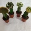 CGASPL Moon Cactus (Small, 4 Cactus) Any Color Plants