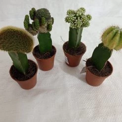 CGASPL Moon Cactus (Small, 4 Cactus) Any Color Plants