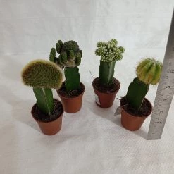 CGASPL Moon Cactus (Small, 4 Cactus) Any Color Plants