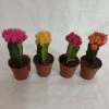 CGASPL Moon Cactus (Small, 4 Cactus)