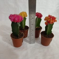 CGASPL Moon Cactus (Small, 4 Cactus)