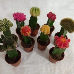 CGASPL Plants Moon Cactus (Small, 10 Cactus) Any Color