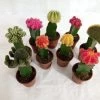 CGASPL Plants Moon Cactus (Small, 10 Cactus) Any Color 1 CGASPL Plants Moon Cactus (Small, 10 Cactus) Any Color