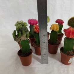 CGASPL Plants Moon Cactus (Small, 10 Cactus) Any Color
