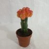 CGASPL Gymnocalycium Mihanovichii Var.friedrichii Red-Yellow Moon Cactus (Small) Plants