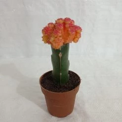 CGASPL Gymnocalycium Mihanovichii Var.friedrichii Red-Yellow Moon Cactus (Small) Plants