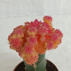 CGASPL Gymnocalycium Mihanovichii Var.friedrichii Red-Yellow Moon Cactus (Small) Plants