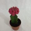 CGASPL Gymnocalycium Mihanovichii Var.Friedrichii Pink Moon Cactus (Big) Plants