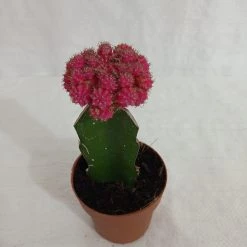 CGASPL Gymnocalycium Mihanovichii Var.Friedrichii Pink Moon Cactus (Big) Plants