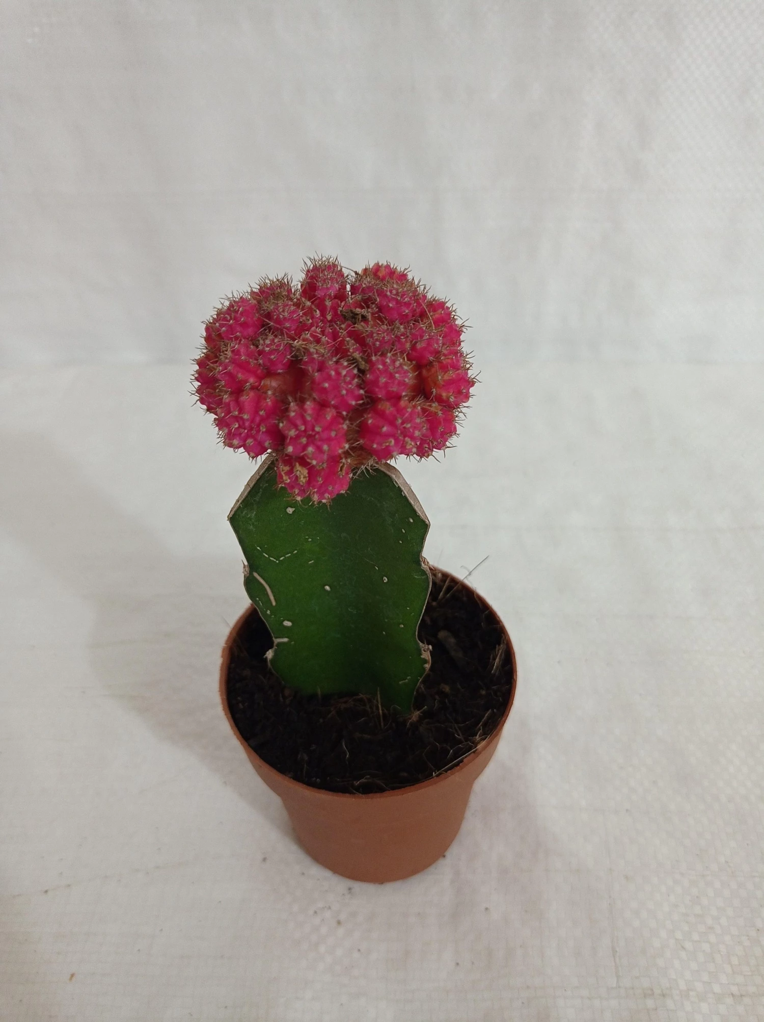 CGASPL Gymnocalycium Mihanovichii Var.Friedrichii Pink Moon Cactus (Big) Plants 4 CGASPL Gymnocalycium Mihanovichii Var.Friedrichii Pink Moon Cactus (Big) Plants