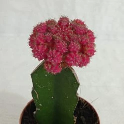 CGASPL Gymnocalycium Mihanovichii Var.Friedrichii Pink Moon Cactus (Big) Plants 12 CGASPL Gymnocalycium Mihanovichii Var.Friedrichii Pink Moon Cactus (Big) Plants