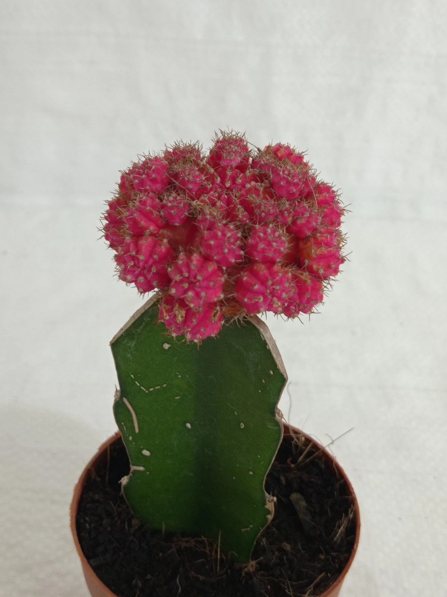 CGASPL Gymnocalycium Mihanovichii Var.Friedrichii Pink Moon Cactus (Big) Plants 5 CGASPL Gymnocalycium Mihanovichii Var.Friedrichii Pink Moon Cactus (Big) Plants