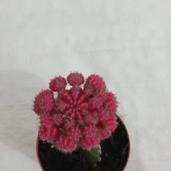 CGASPL Gymnocalycium Mihanovichii Var.Friedrichii Pink Moon Cactus (Big) Plants 13 CGASPL Gymnocalycium Mihanovichii Var.Friedrichii Pink Moon Cactus (Big) Plants