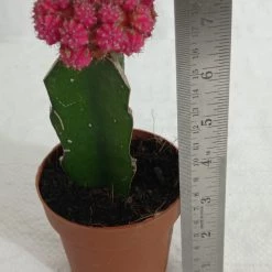 CGASPL Gymnocalycium Mihanovichii Var.Friedrichii Pink Moon Cactus (Big) Plants 14 CGASPL Gymnocalycium Mihanovichii Var.Friedrichii Pink Moon Cactus (Big) Plants