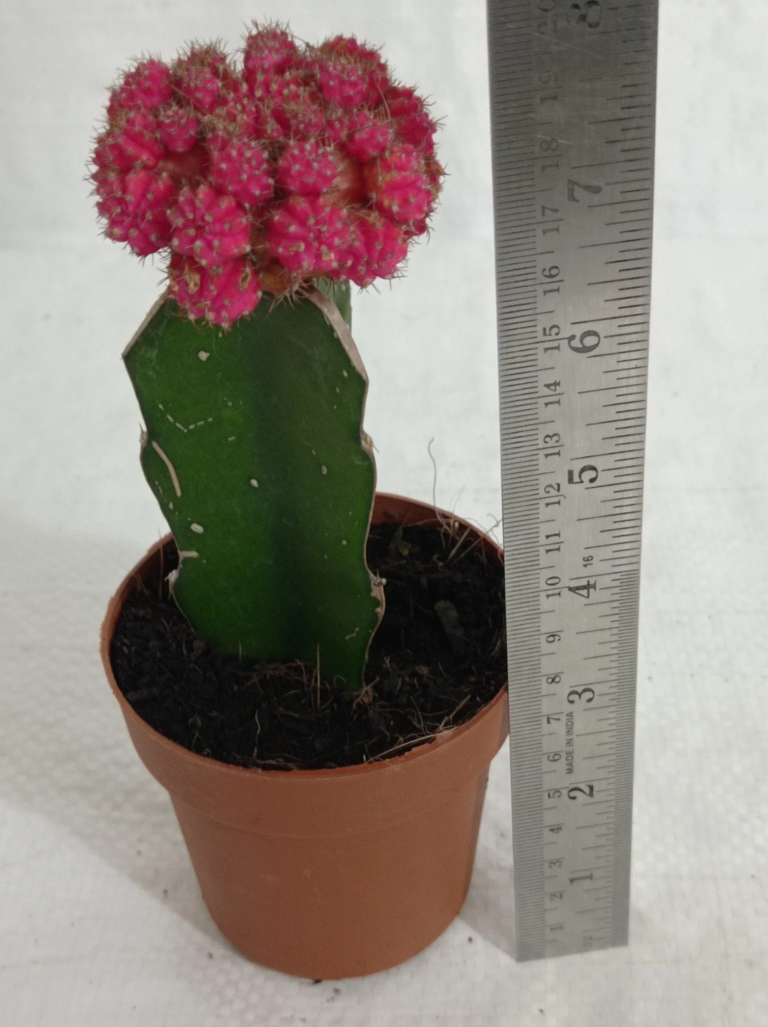 CGASPL Gymnocalycium Mihanovichii Var.Friedrichii Pink Moon Cactus (Big) Plants 7 CGASPL Gymnocalycium Mihanovichii Var.Friedrichii Pink Moon Cactus (Big) Plants