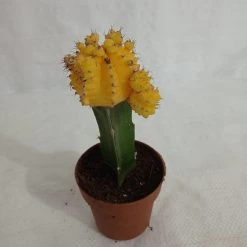 CGASPL Plants Yellow Moon Cactus (Big) 7 CGASPL Plants Yellow Moon Cactus (Big)