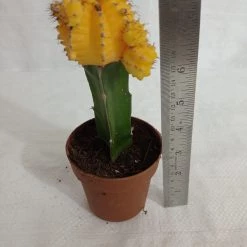 CGASPL Plants Yellow Moon Cactus (Big)