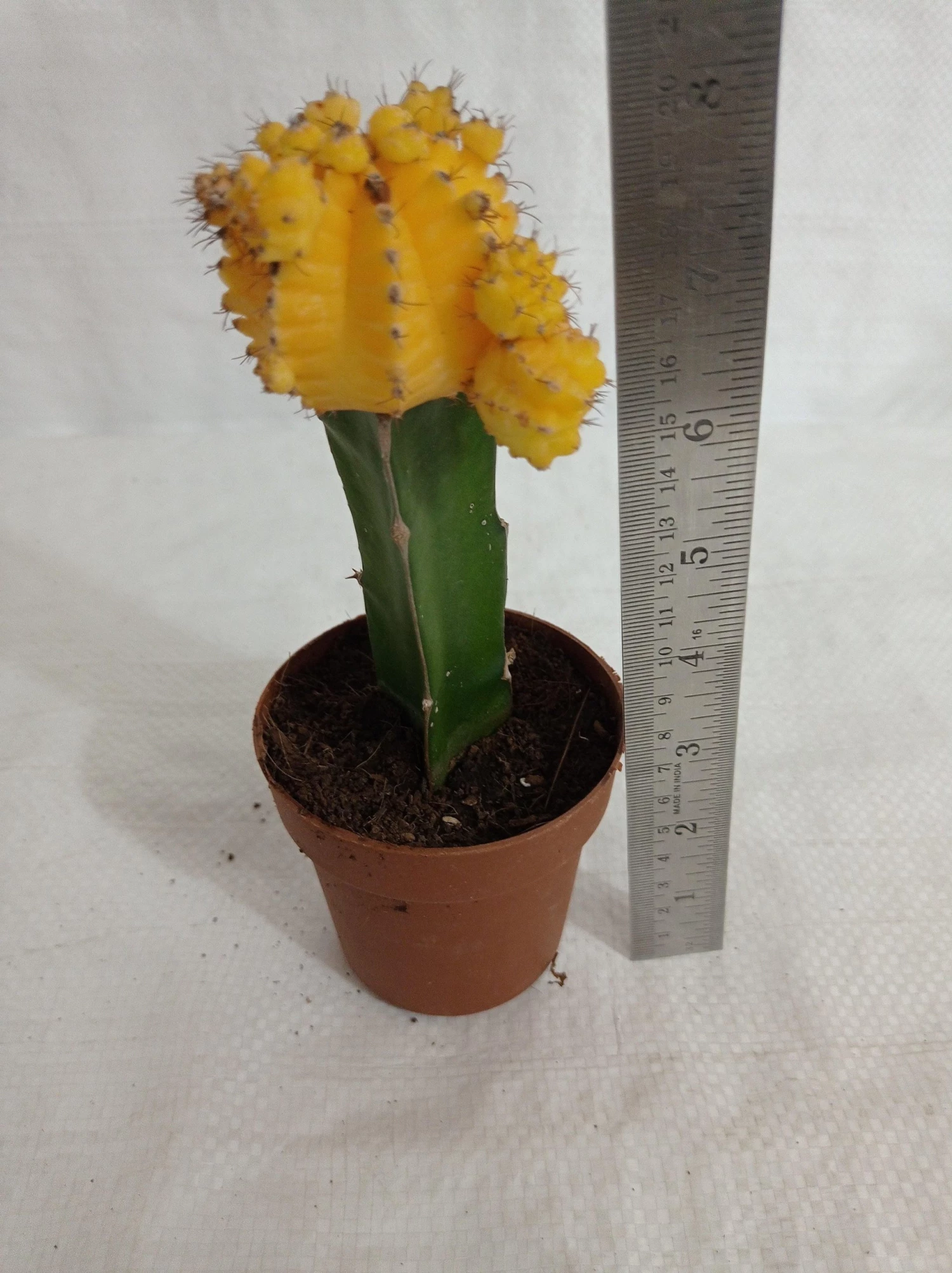 CGASPL Plants Yellow Moon Cactus (Big) 4 CGASPL Plants Yellow Moon Cactus (Big)
