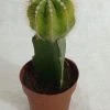 CGASPL Grafted Yellowish Green Cactus Plant (Big)