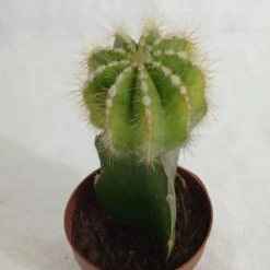 CGASPL Grafted Yellowish Green Cactus Plant (Big)