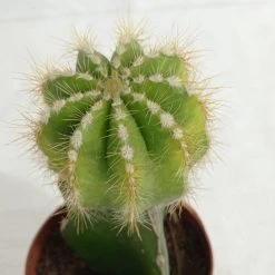 CGASPL Grafted Yellowish Green Cactus Plant (Big)