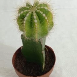 CGASPL Grafted Yellowish Green Cactus Plant (Big)