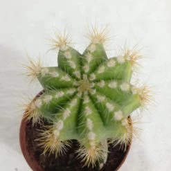 CGASPL Grafted Yellowish Green Cactus Plant (Big)