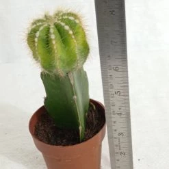 CGASPL Grafted Yellowish Green Cactus Plant (Big)