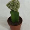 CGASPL Grafted Green-White Cactus (Big)