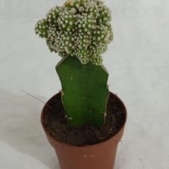 CGASPL Grafted Green-White Cactus (Big)