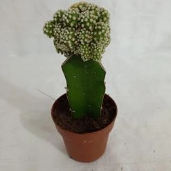 CGASPL Grafted Green-White Cactus (Big)