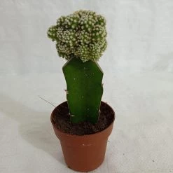 CGASPL Grafted Green-White Cactus (Big)