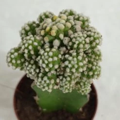 CGASPL Grafted Green-White Cactus (Big)