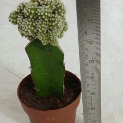 CGASPL Grafted Green-White Cactus (Big)