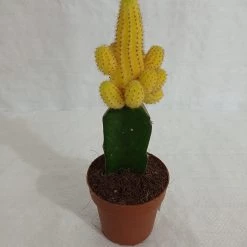 CGASPL Echinopsis Chamaecereus Lutea Yellow Grafted Cactus (Big) Plants